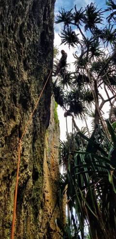 Rock climbing on limestone sea cliffs at Playa Puerto Hermina in